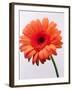 Orange Flower, 1999-Norman Hollands-Framed Photographic Print