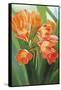 Orange Flower 2-Graeme Stevenson-Framed Stretched Canvas