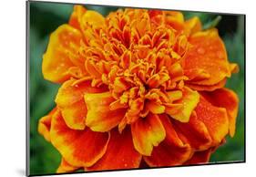 Orange Flower Close-up-null-Mounted Poster