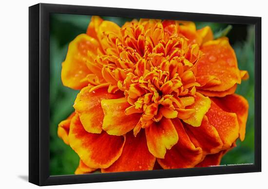 Orange Flower Close-up-null-Framed Poster