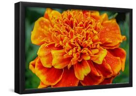 Orange Flower Close-up-null-Framed Poster