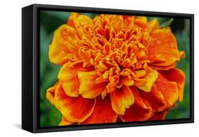 Orange Flower Close-up-null-Framed Stretched Canvas