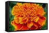 Orange Flower Close-up-null-Framed Stretched Canvas