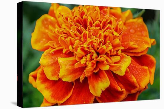 Orange Flower Close-up-null-Stretched Canvas