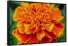 Orange Flower Close-up-null-Framed Stretched Canvas