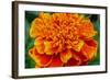 Orange Flower Close-up-null-Framed Photo