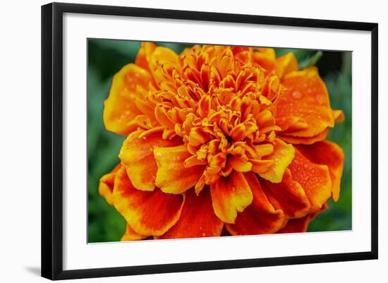 Orange Flower Close-up-null-Framed Photo