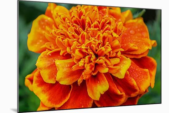 Orange Flower Close-up-null-Mounted Photo