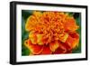 Orange Flower Close-up-null-Framed Photo