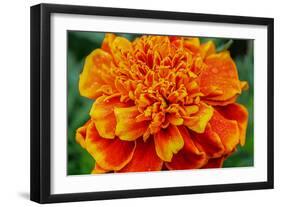 Orange Flower Close-up-null-Framed Photo