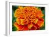 Orange Flower Close-up-null-Framed Photo