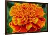 Orange Flower Close-up-null-Framed Photo