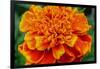 Orange Flower Close-up-null-Framed Photo