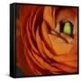 Orange Flower Close up-Tom Quartermaine-Framed Stretched Canvas