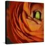 Orange Flower Close up-Tom Quartermaine-Stretched Canvas