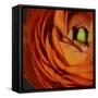 Orange Flower Close up-Tom Quartermaine-Framed Stretched Canvas