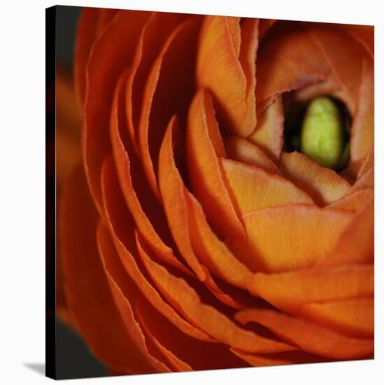 Orange Flower Close up-Tom Quartermaine-Stretched Canvas