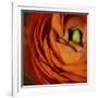 Orange Flower Close up-Tom Quartermaine-Framed Giclee Print