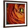 Orange Flower Close up-Tom Quartermaine-Framed Giclee Print