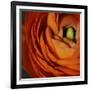 Orange Flower Close up-Tom Quartermaine-Framed Giclee Print