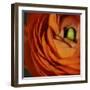 Orange Flower Close up-Tom Quartermaine-Framed Giclee Print