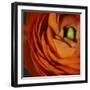 Orange Flower Close up-Tom Quartermaine-Framed Giclee Print