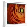 Orange Flower Close up-Tom Quartermaine-Framed Giclee Print