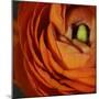 Orange Flower Close up-Tom Quartermaine-Mounted Giclee Print