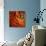 Orange Flower Close up-Tom Quartermaine-Giclee Print displayed on a wall