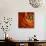 Orange Flower Close up-Tom Quartermaine-Giclee Print displayed on a wall
