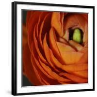 Orange Flower Close up-Tom Quartermaine-Framed Giclee Print