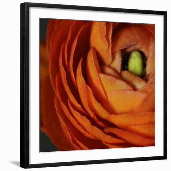 Orange Flower Close up-Tom Quartermaine-Framed Giclee Print