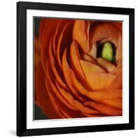 Orange Flower Close up-Tom Quartermaine-Framed Giclee Print