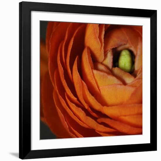 Orange Flower Close up-Tom Quartermaine-Framed Giclee Print