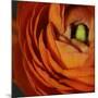 Orange Flower Close up-Tom Quartermaine-Mounted Giclee Print