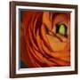 Orange Flower Close up-Tom Quartermaine-Framed Giclee Print