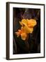 Orange Flower I-George Johnson-Framed Photographic Print