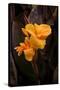 Orange Flower I-George Johnson-Stretched Canvas