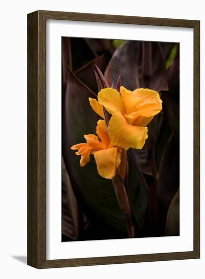 Orange Flower I-George Johnson-Framed Photographic Print