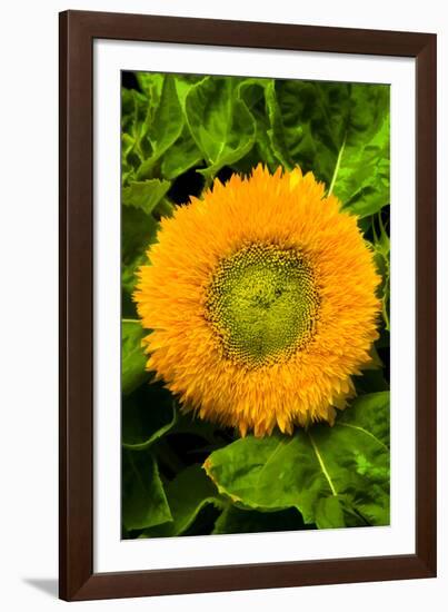 Orange Flower II-George Johnson-Framed Photographic Print