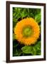 Orange Flower II-George Johnson-Framed Photographic Print