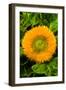 Orange Flower II-George Johnson-Framed Photographic Print