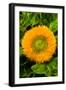 Orange Flower II-George Johnson-Framed Photographic Print