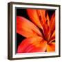 Orange Flower on Black 02-Tom Quartermaine-Framed Giclee Print