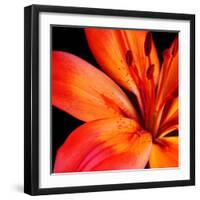 Orange Flower on Black 02-Tom Quartermaine-Framed Giclee Print