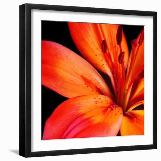 Orange Flower on Black 02-Tom Quartermaine-Framed Giclee Print