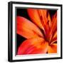 Orange Flower on Black 02-Tom Quartermaine-Framed Giclee Print