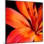 Orange Flower on Black 02-Tom Quartermaine-Mounted Giclee Print