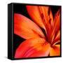 Orange Flower on Black 02-Tom Quartermaine-Framed Stretched Canvas