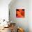 Orange Flower on Black 02-Tom Quartermaine-Stretched Canvas displayed on a wall